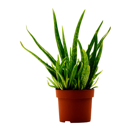 Silent Cleaners 8 House Plants That Purify While They Beautify