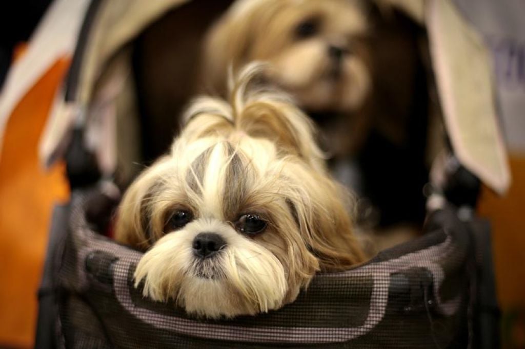 HDB rules dogs