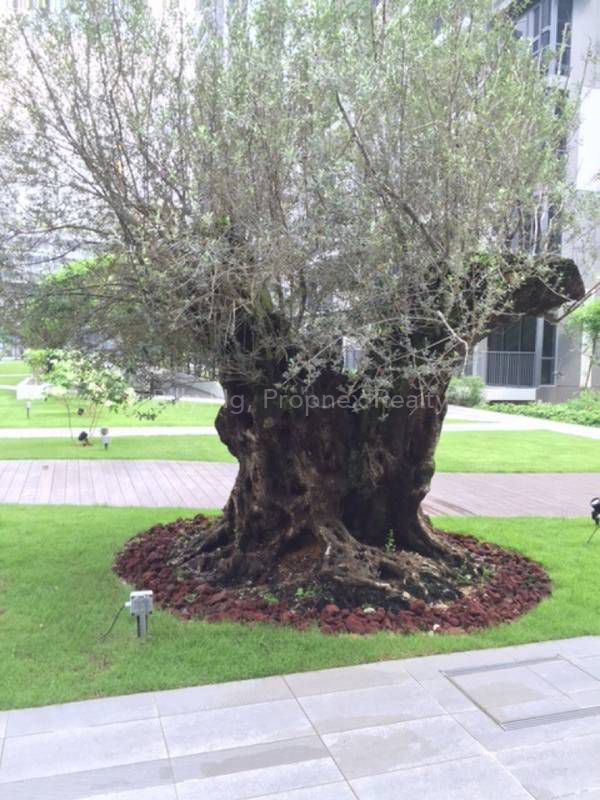 La Fiesta olive tree