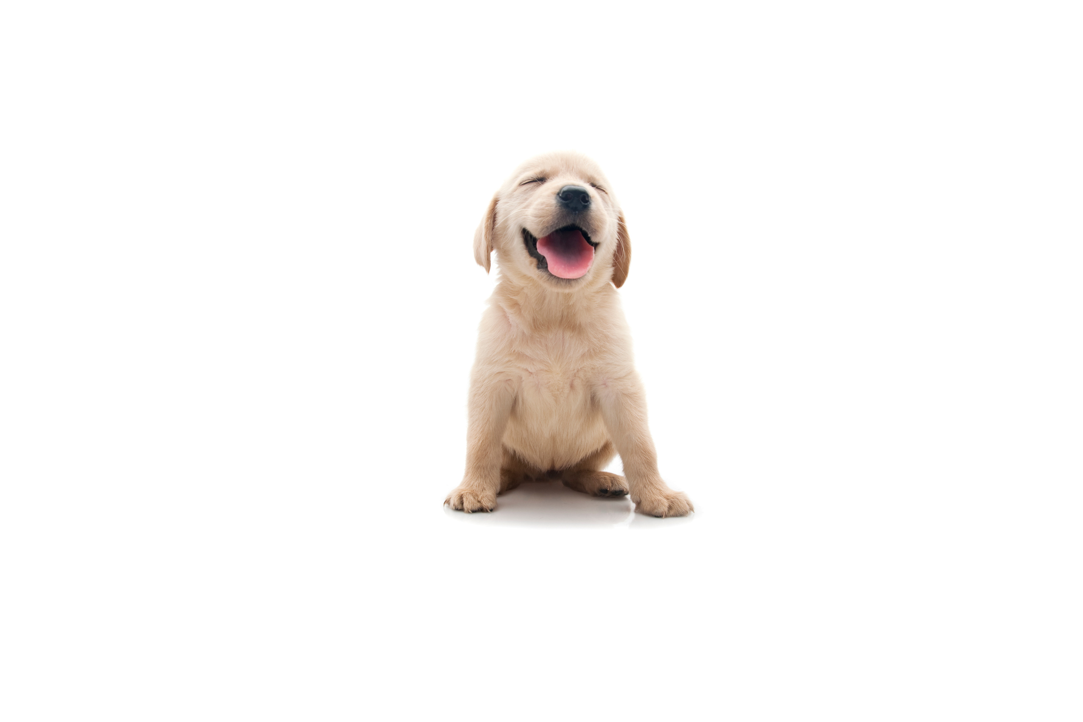 Cute puppy