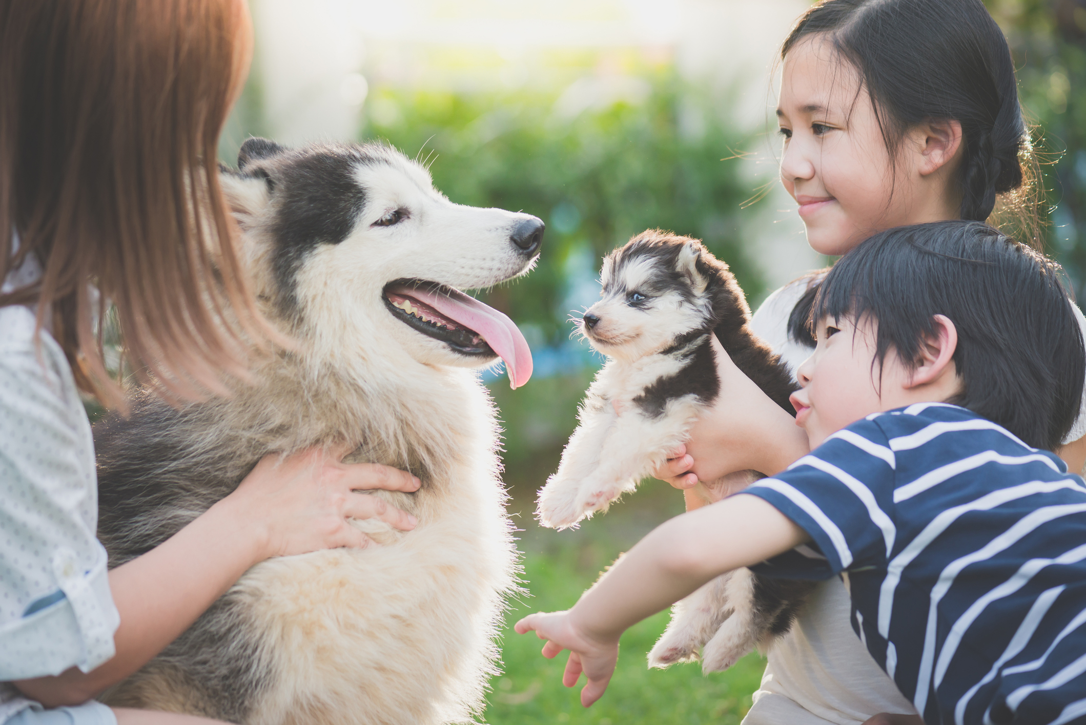 People leading a big husky toward a puppy husky