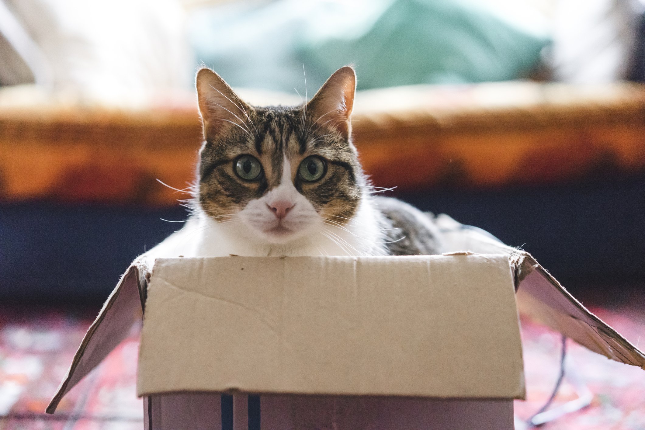 A cat in a box