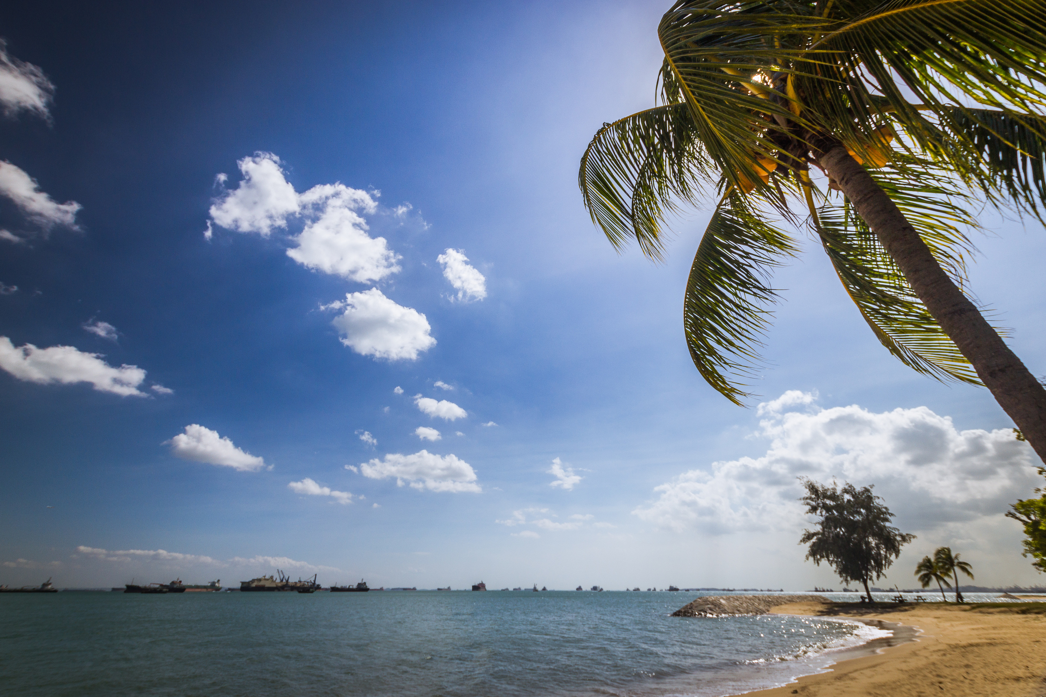 East Coast beach with coconut tres