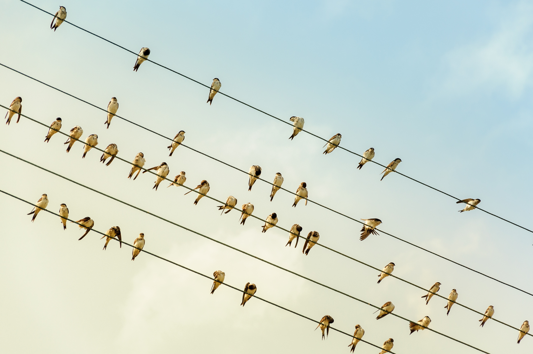 A group of swallows standing on the electric wire