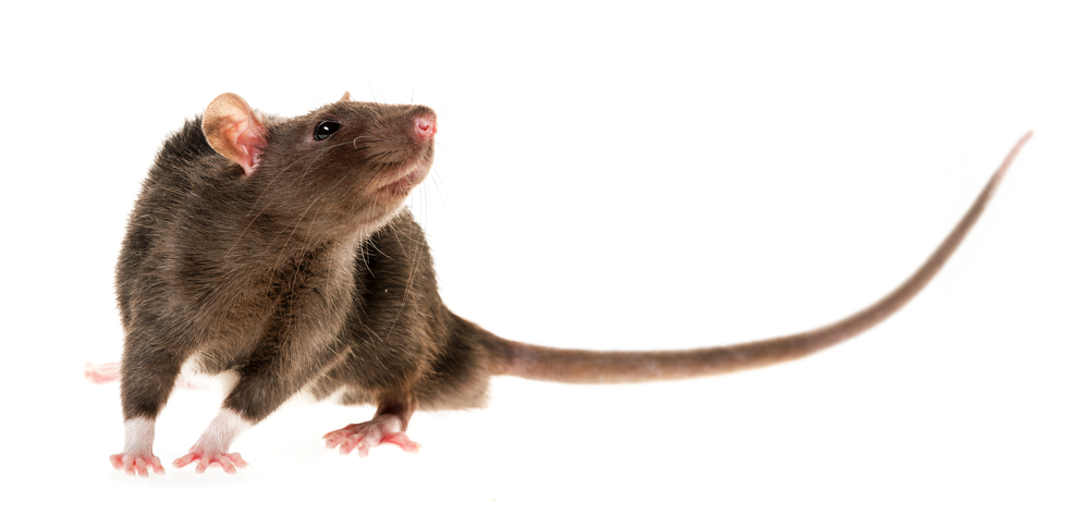 rat