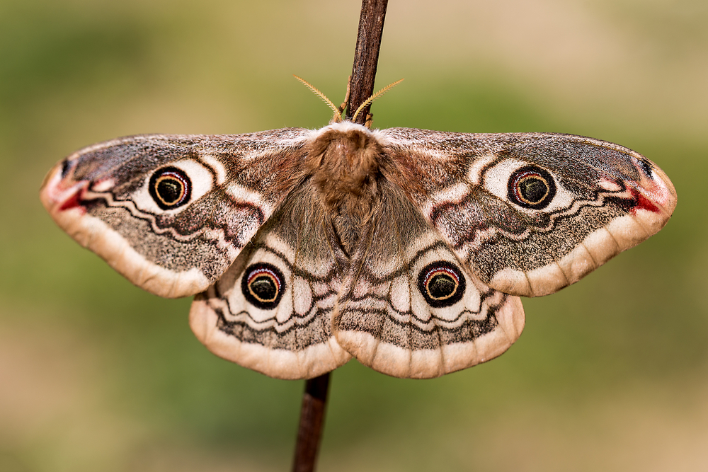 How Do Moths Get In The House