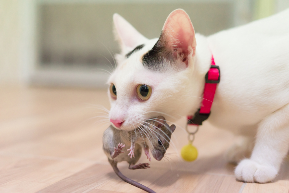 Ensure your house is clear of pests, otherwise vet bills are pretty expensive.