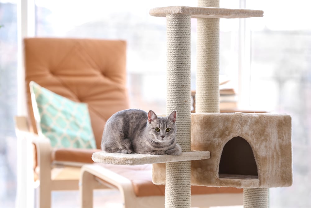 Cat resting on the scratching tower.