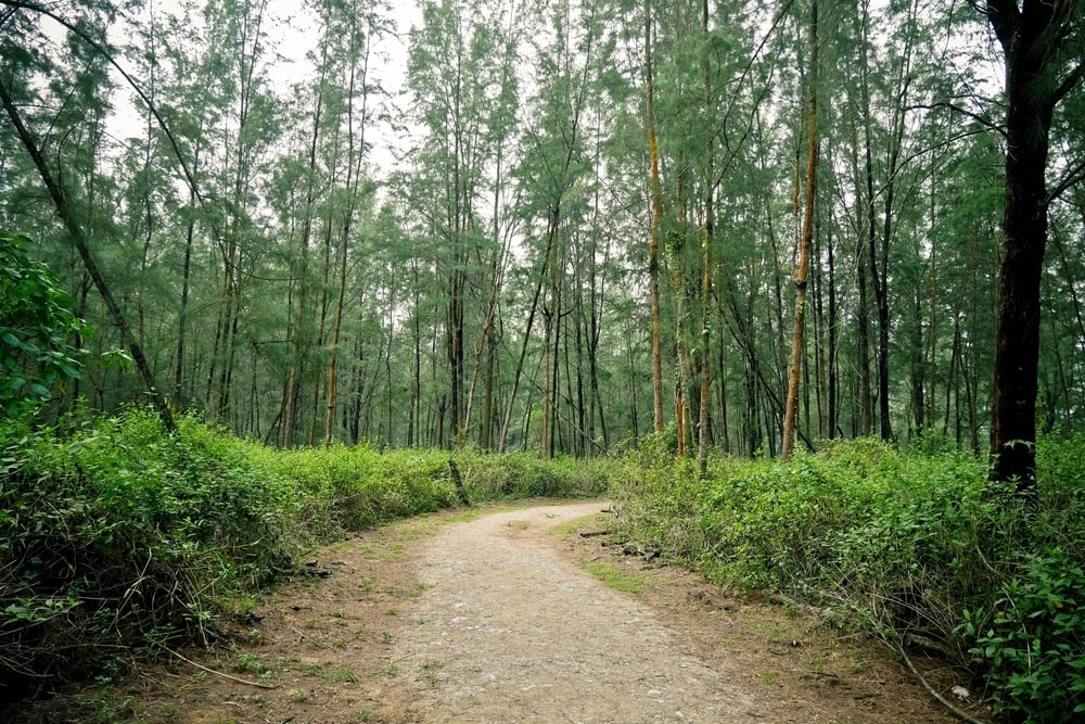 The lush vegetation providing shelter for visitors.