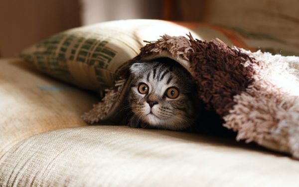 A kitten under a blanket on a sofa