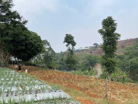 Kaveling Siap Bangun di Cimenyan Dago Pakar Bandung, SHM + Bonus City View Bandung Kaveling Siap Bangun di Cimenyan Dago Pakar Bandung, SHM + Bonus City View Bandung