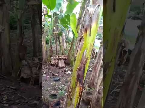 Tanah Pekarangan Strategis