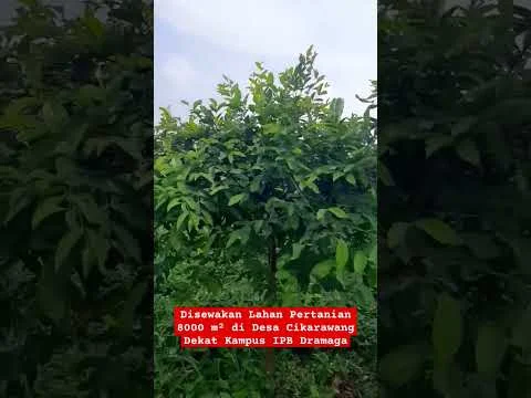 Disewakan Lahan Pertanian 8000 m² di Dramaga dekat IPB