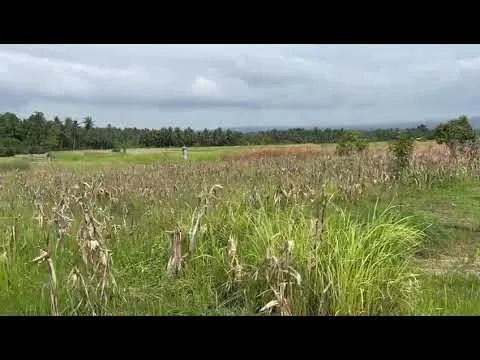Tanah Siap Bangun 15 Are di Tabanan – Lokasi Strategis & Asri
