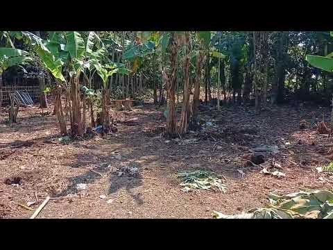 Dijual Cepat Tanah SHM 2.080 m² Jl. Pahlawan Tanjung Purwokerto Selatan Dijual Cepat Tanah SHM 2.080 m² Jl. Pahlawan Tanjung Purwokerto Selatan