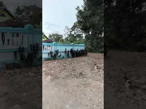 Tanah Siap Guna, Cocok untuk Bisnis Ternak/Berkebun, atau Membangun Rumah Impian