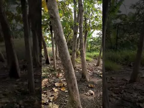 🔥 DIJUAL TANAH STRATEGIS PINGGIR JALAN PANTURA – PUCUK LAMONGAN 🔥 🔥 DIJUAL TANAH STRATEGIS PINGGIR JALAN PANTURA – PUCUK LAMONGAN 🔥