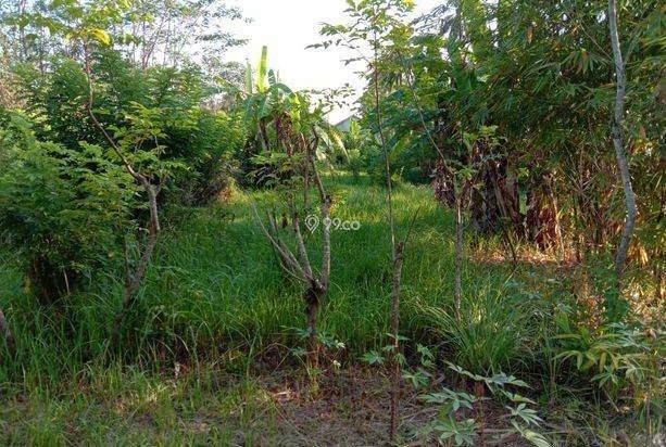 Tanah Kavling Sertifikat Sudah Split di Kalipuro, Banyuwangi