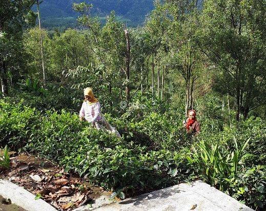 Jual Murah Rumah/Villa Kebun Asri dan  hawa Sejuk