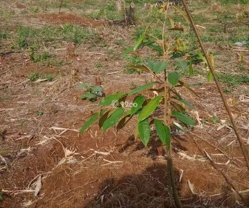 Kebun durian dan alpokat