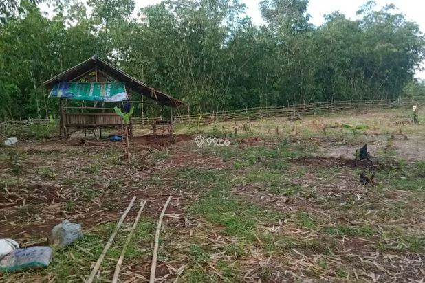 Kebun durian dan alpokat
