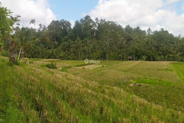 Sawah Produktif view gunung, sawah terasering dan loss sungai di Kelembang Rejasa Penebel Tabanan