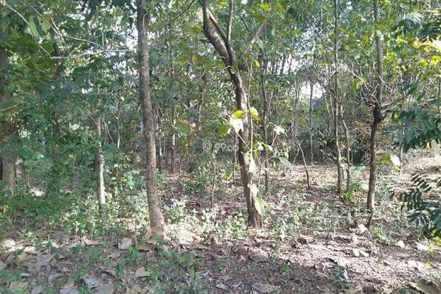 TANAH PINGGIR JALAN RAYA, HARGA PINGGIR DESA