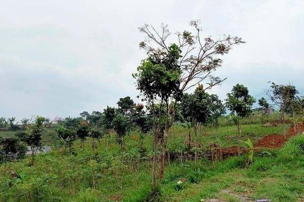Cocok Untuk Investasi!! Tanah Kavling Siap Bangun Di Cibiru Bandung