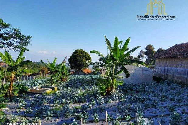 BU CEPAT tanah kebun dekat SMU cisarua bandung barat