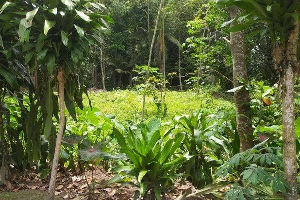 Pekarangan asri Manisrenggo,Klaten