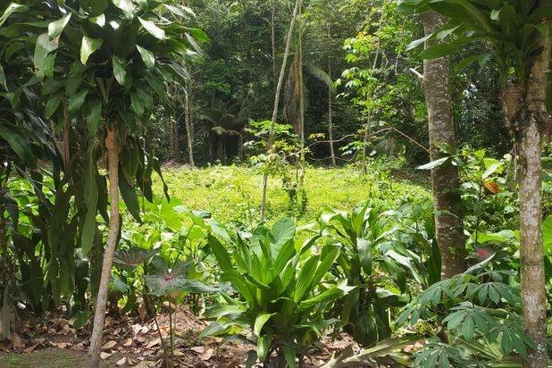 Pekarangan asri manisrenggo