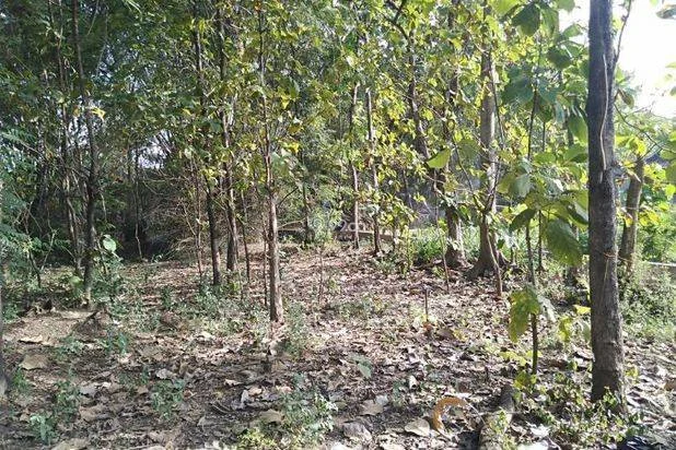 TANAH PINGGIR JALAN RAYA, HARGA PINGGIR DESA