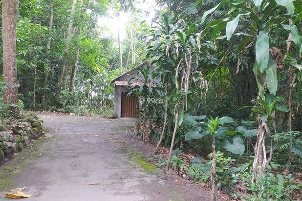 Tanah pekarangan asri view sawah Manisrenggo,Klaten