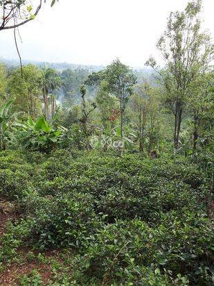 Jual Murah Rumah/Villa Kebun Asri dan  hawa Sejuk