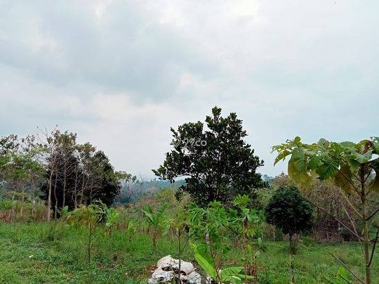 Dijual Cepat Tanah Tanah 5 Hektar Di Cibiru Bandung