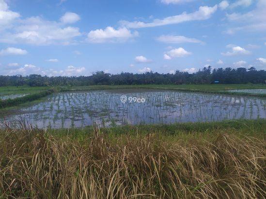 Tanah 1hektar harga super murah 15jt/are view keren