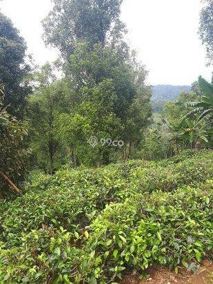 Jual Murah Rumah/Villa Kebun Asri dan  hawa Sejuk
