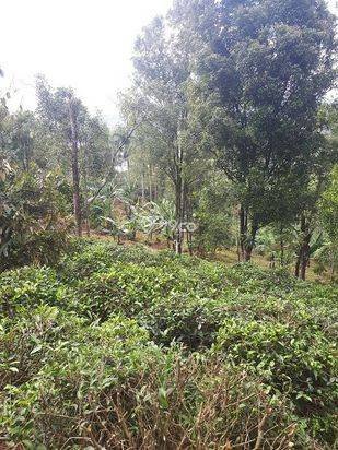 Jual Murah Rumah/Villa Kebun Asri dan  hawa Sejuk
