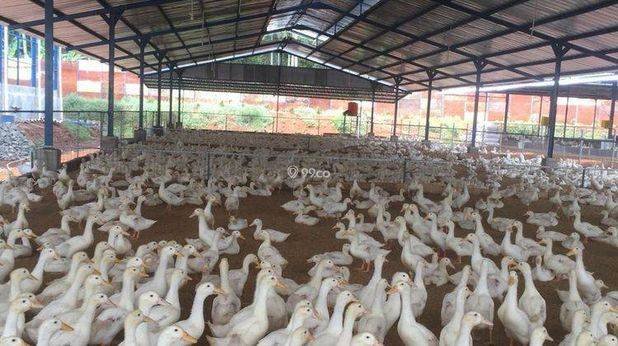 Villa Plus Tempat Usaha Sarang Walet Dan Kolam Ikan Sertifikat