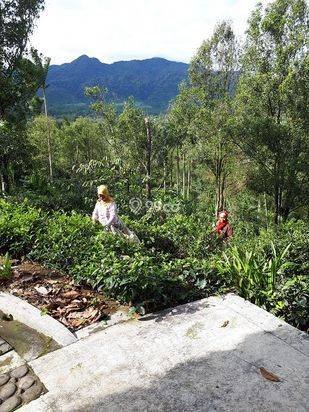 Jual Murah Rumah/Villa Kebun Asri dan  hawa Sejuk