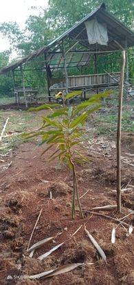 Kebun durian dan alpokat