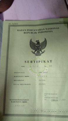 Kebun durian dan alpokat