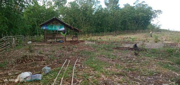 Kebun durian dan alpokat
