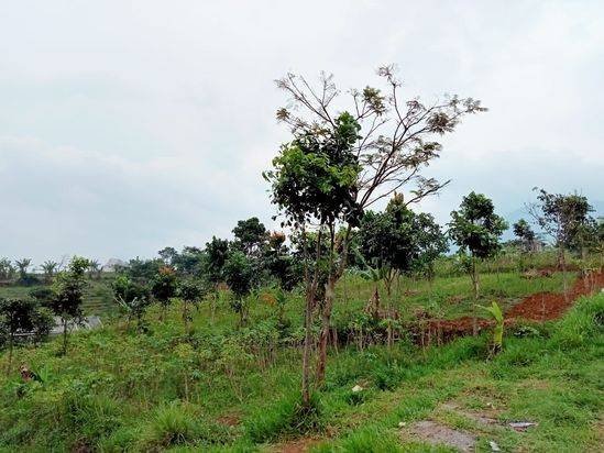 Dijual Cepat Tanah Tanah 5 Hektar Di Cibiru Bandung