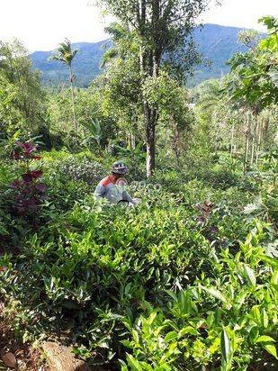 Jual Murah Rumah/Villa Kebun Asri dan  hawa Sejuk