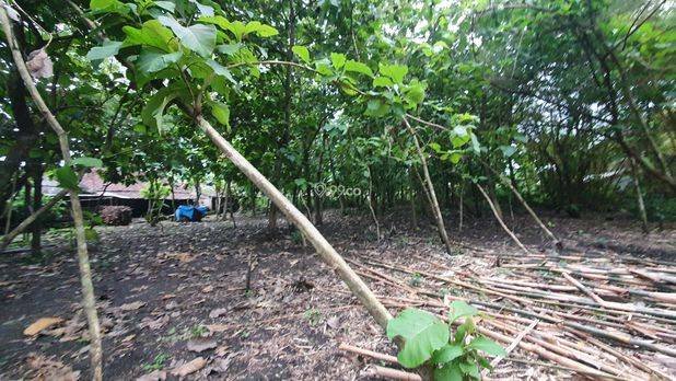 Tanah Kebun Jati Ngawi Kota