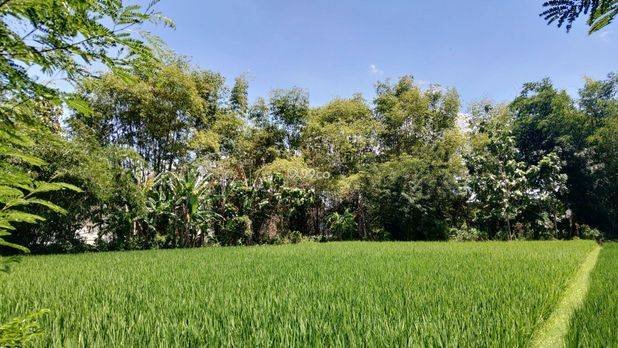 Tanah Madiun 3 menit Kantor Kecamatan Wungu 1 juta-an