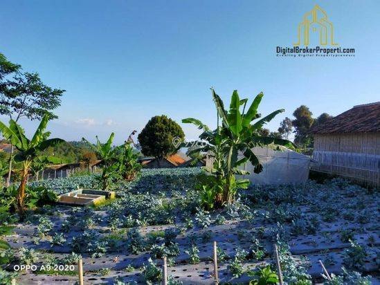 BU CEPAT tanah kebun dekat SMU cisarua bandung barat