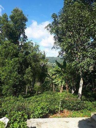 Jual Murah Rumah/Villa Kebun Asri dan  hawa Sejuk