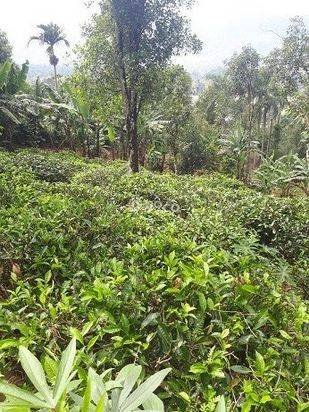 Jual Murah Rumah/Villa Kebun Asri dan  hawa Sejuk